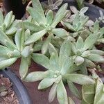 Dudleya greenei Feuille