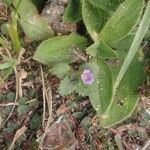 Stemodia verticillata Blüte