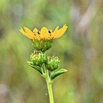 Helianthus occidentalis Flower