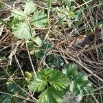 Geum aleppicum Leaf