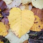 Betula maximowicziana Leaf