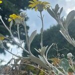 Brachyglottis greyi Цветок