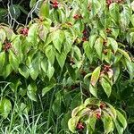 Cornus floridaBlad