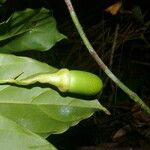Ocotea laetevirens Fruto