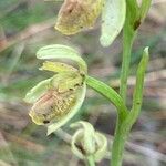 Ophrys sphegodes Fiore