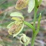 Ophrys sphegodes പുഷ്പം