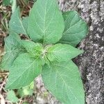 Solanum americanum Blatt