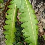 Sonchus canariensis Blatt