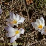 Crocus cancellatus অভ্যাস