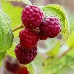 Rubus occidentalis Fruit