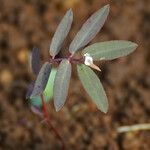 Euphorbia hyssopifolia फूल