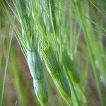 Aegilops triuncialis Folha