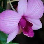 Dendrobium bigibbum Flower