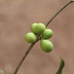 Pleiocarpa pycnantha Fruit