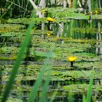 Nuphar pumila 花