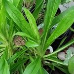 Digitalis ferruginea Leaf