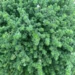 Prostanthera cuneata Yaprak