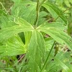 Ranunculus platanifolius Likasa