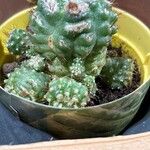 Parodia werdermannianaFeuille