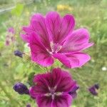 Malva sylvestrisFlower