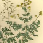 Thalictrum foetidum Natur