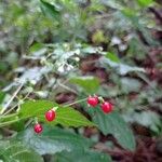 Rivina humilis Fruit