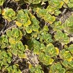 Scaevola plumieri Leaf