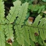 Dryopteris carthusiana برگ