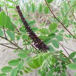 Amorpha fruticosa Листок