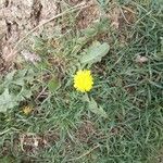 Taraxacum officinaleফুল