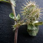 Medicago praecox Fruit