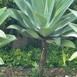 Agave attenuata Other