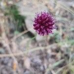 Allium sphaerocephalon Floare