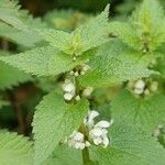 Lamium album Feuille