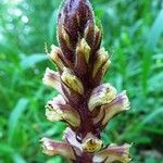 Orobanche hederae Blomma