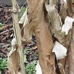 Kolkwitzia amabilis Bark
