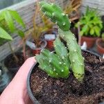 Opuntia fragilis Leaf