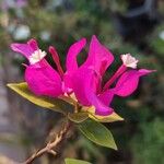 Bougainvillea glabraКветка