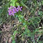 Sabatia angularis आदत