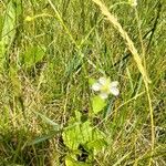 Geum laciniatum Hoja