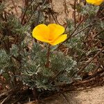 Eschscholzia ramosa