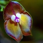 Lepanthes wendlandii Flower