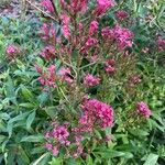 Centranthus angustifolius Квітка