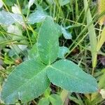 Trifolium hybridum Folha