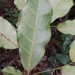 Trilepisium madagascariense Jani