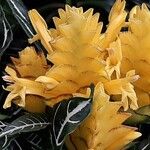 Aphelandra squarrosa 花