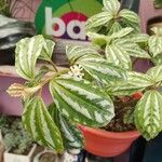 Pilea cadiereiപുഷ്പം