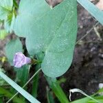 Ipomoea triloba পাতা