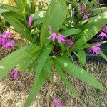 Bletilla striata 整株植物