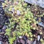 Sedum mexicanum Habitus